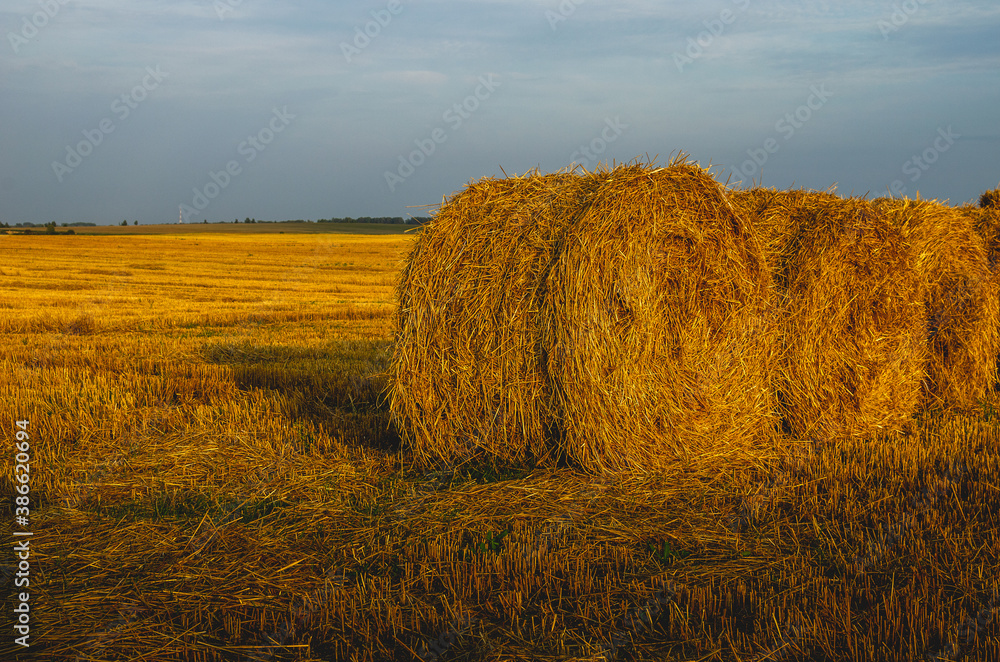 Hay and straw bales in the end of summer 