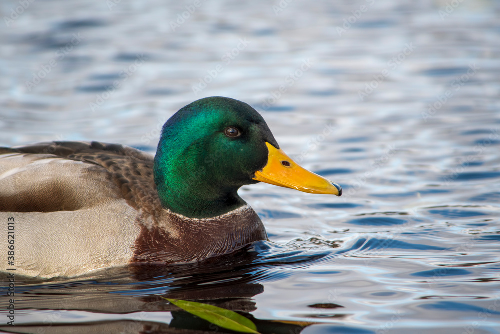 Obraz premium Autumn