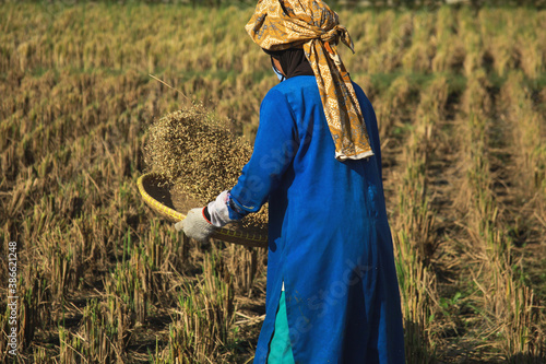 Traditional women farmer standing back pose and sifting rice during the harvesting process in the middle of rice field. Harvesting scenery