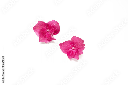 Two isolated pink hydrangea flower petals on a white background top view