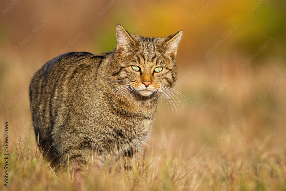 European wildcat, felis silvestris, walking on sunlit meadow in autumn nature. Stripped mammal hunter looking to the camera on dry grass. Animal wildlife on field in fall at sunset.
