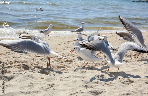 seagulls on the sandy shore of the Black Sea on a summer day