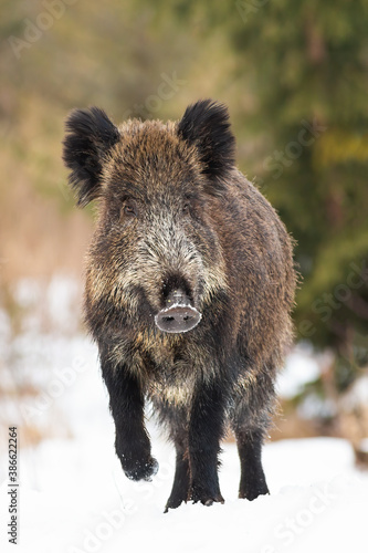 Wild boar, sus scrofa, walking to meadow in wintertime nature in vertical composition. Hairy swine approaching from front to the camera on white field. Dirty brown wild animal going on snowy pasture.