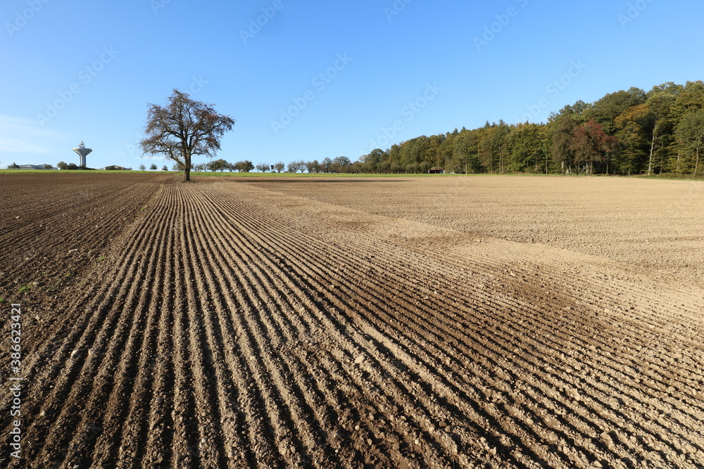 A tree in a agricultural field in Hohenlohe Region, Germany, Europe