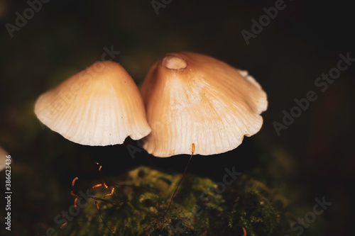 Mushrooms at night 5