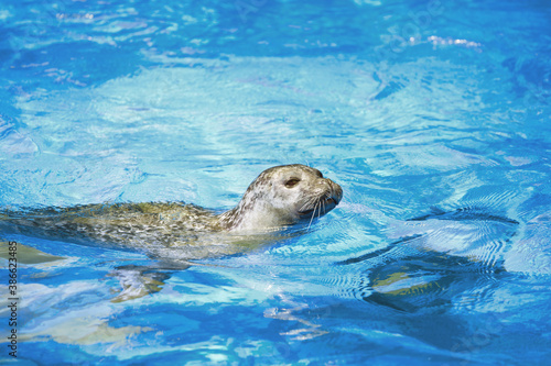Portrait of a seal floating in blue water