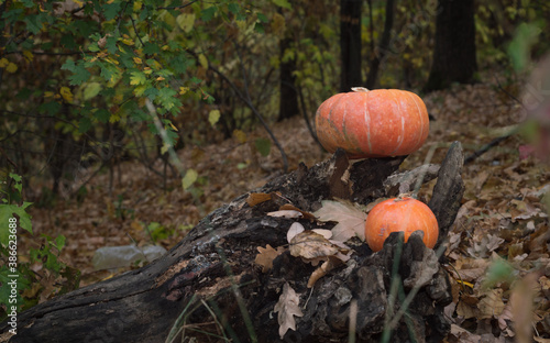 Bright orange ripe pumpkins on stumps in a forest park on a blurred natural background, vertical position.
