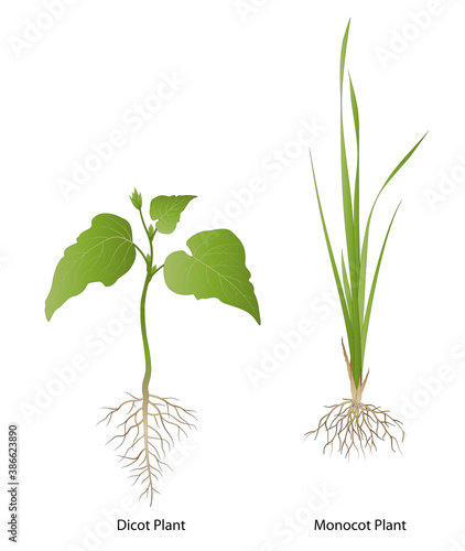 Photography Difference between Monocotyledon and
Dicotyledon plants