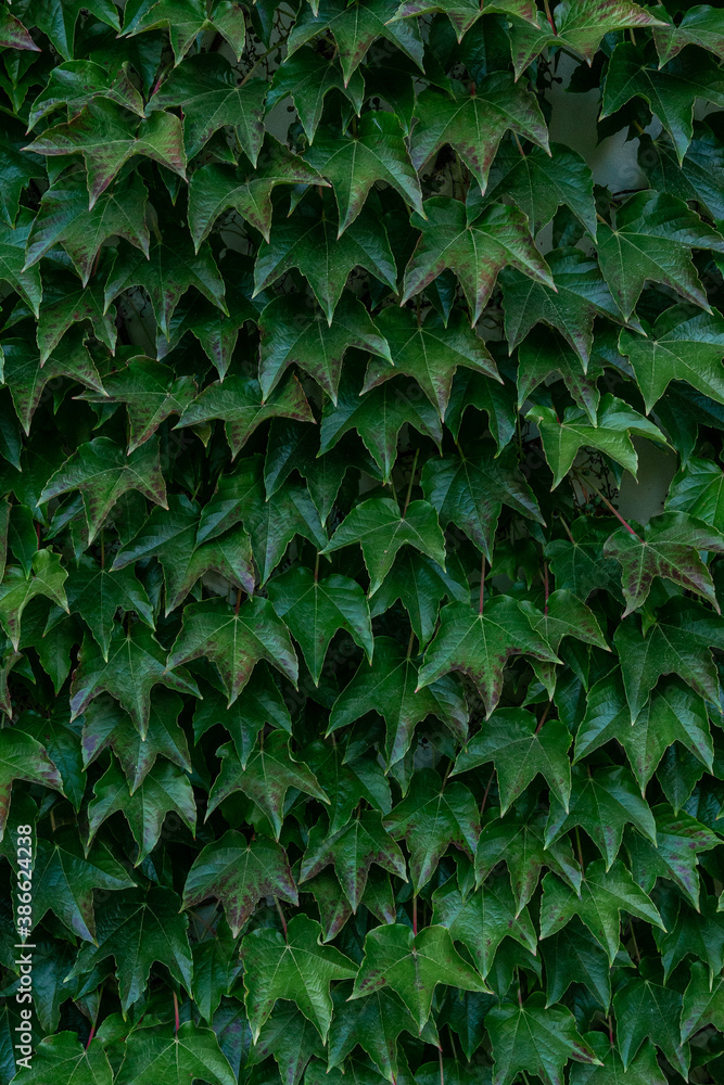 Ivy wall in Zelazowa Wola, Poland, Europe, September 2020, natural park in zelazowa wola. The birthplace of Frederic Chopin composer. - obrazy, fototapety, plakaty 