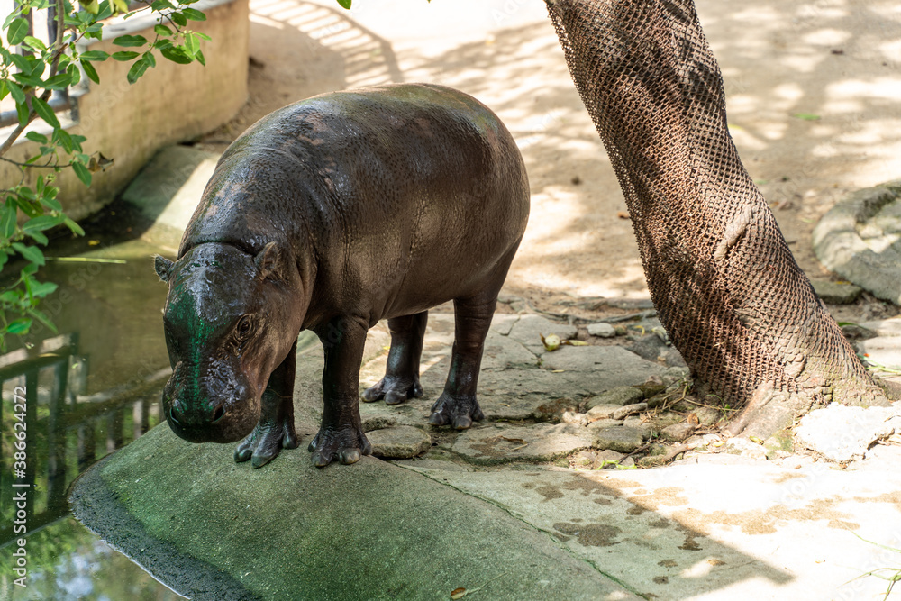 Obraz premium Pygmy hippopotamus (Choeropsis liberiensis) near pond