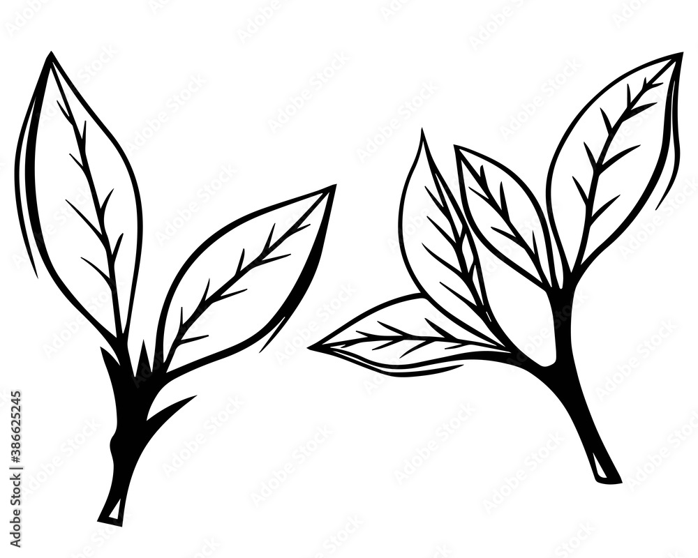 Hand drawn sketch set green tea leaf vector illustration. Floral branch