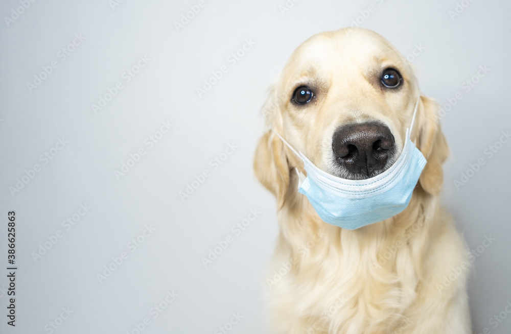 Golden Retriever in a medical mask. Dog and coronavirus
