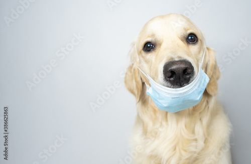 Golden Retriever in a medical mask. Dog and coronavirus © deine_liebe