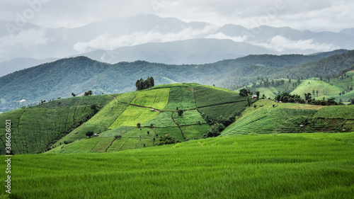 Cottage Rice Field © Aris Suwanmalee