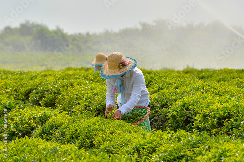 Gathering of tea. Lankaran/ Azerbaijan/01 july 2020