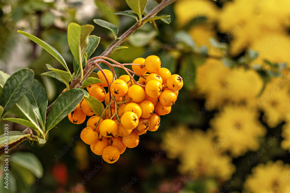 custom made wallpaper toronto digitalA bunch of yellow berries of the pyracantha plant