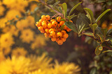 A bunch of yellow berries of the pyracantha plant