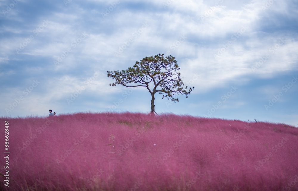 tree in the field at autumn