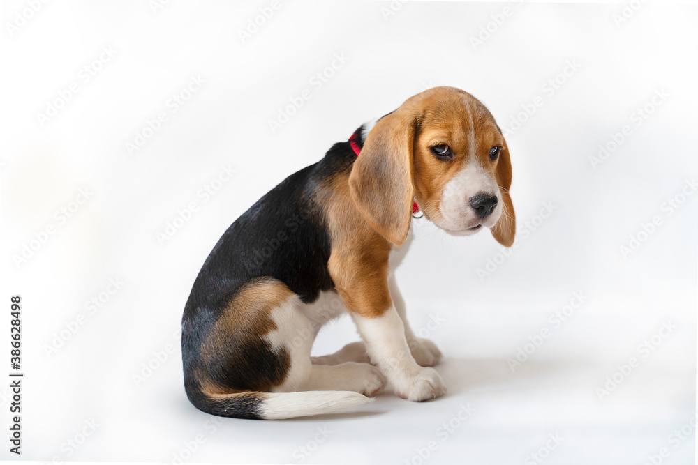 Tricolor purebred puppy with a sad look