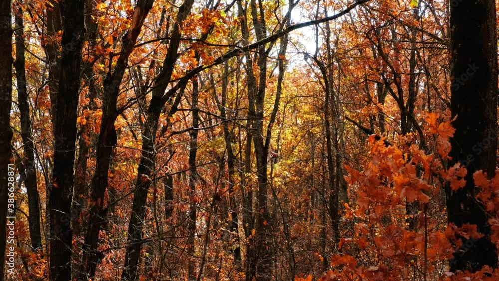 rain of bright red leaves continuously falls in a beautiful autumn forest rain of bright red leaves continuously falls in a beautiful autumn forest