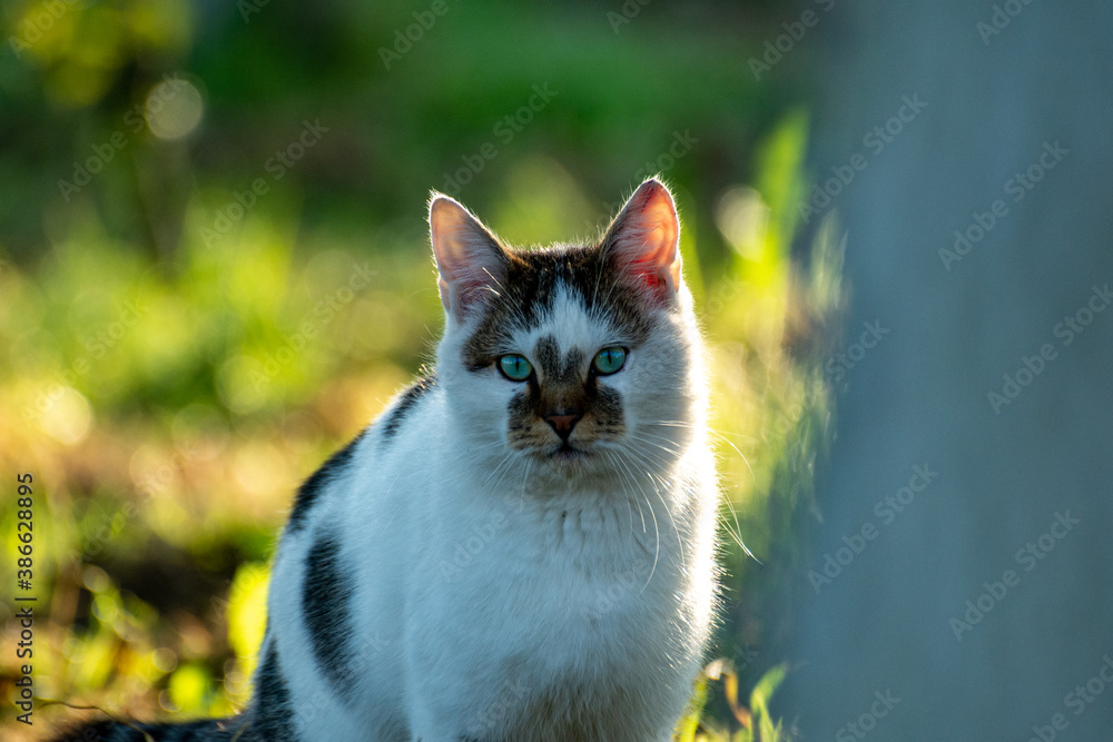 portrait of a cat portrait of a cat