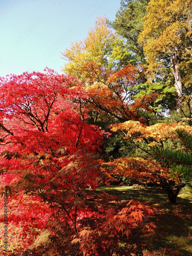 Autumnal trees in parkland setting Autumnal trees in parkland setting