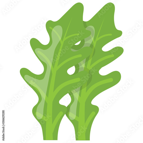
Green and tender leaves  used in salads and garnishing on foods depicting arugula 
