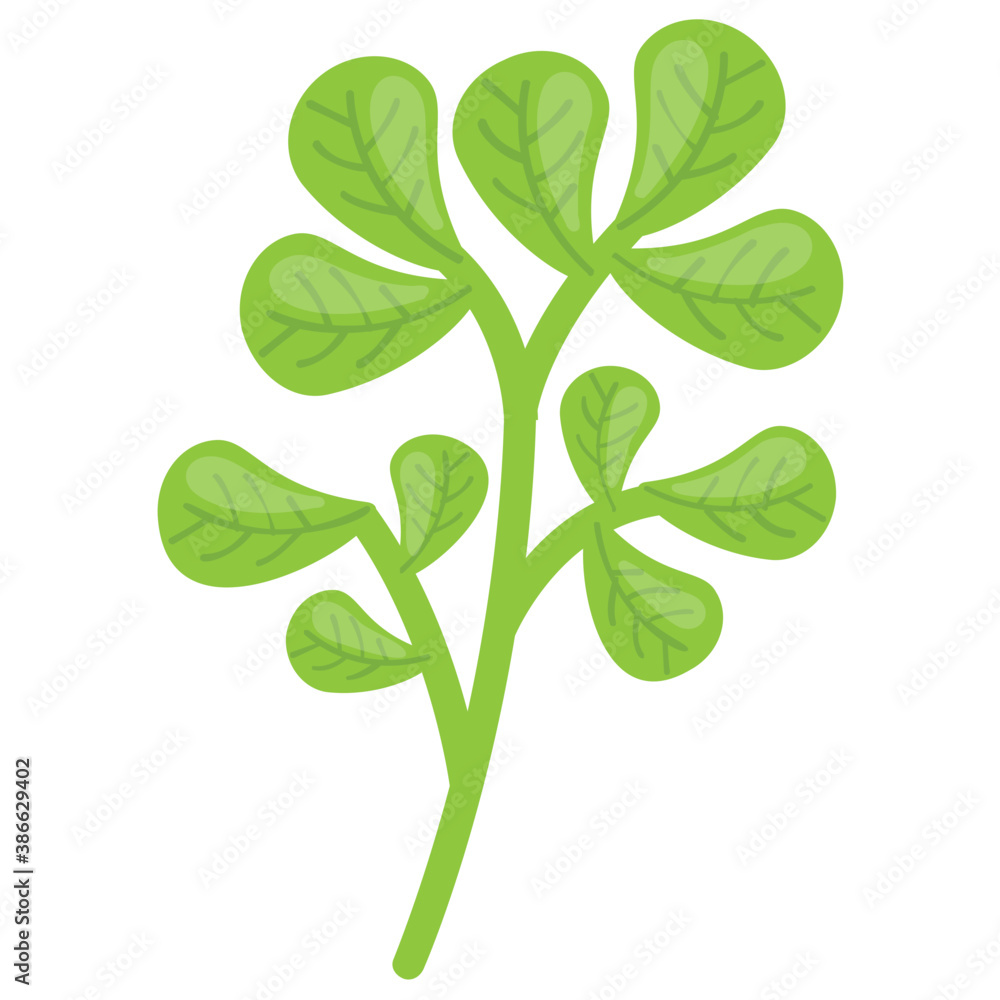 Obraz premium A soft green nutritious vegetable with slight bitter taste characterizing fenugreek 