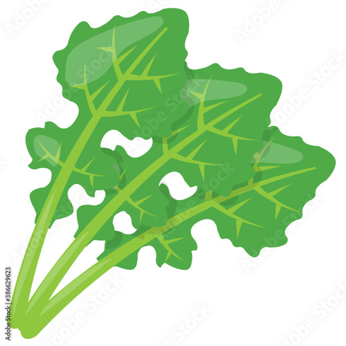 
Green and tender leaves  used in salads and garnishing on foods depicting arugula 
