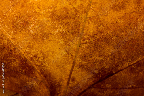 Autumn leaf close-up. rich color background