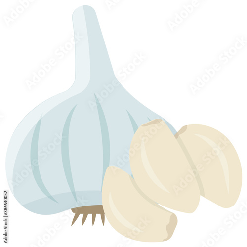 
A garlic bulb in light blue color showing the unripe garlic used for cooking paste as an ingredient 
