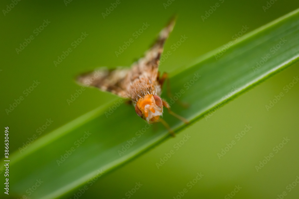 Fly (Tephritis) sitting on a leaf. Small orange fly in its habitat. Insect detailed portrait with soft green background. Wildlife scene from nature. Czech Republic Fly (Tephritis) sitting on a leaf. Small orange fly in its habitat. Insect detailed portrait with soft green background. Wildlife scene from nature. Czech Republic