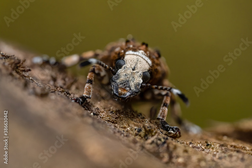 Fungus weevil (Platystomos albinus) sitting on a wooden trunk. Brown and white beetle in its habitat. Insect detailed portrait with soft brown background. Wildlife scene from nature. Czech Republic