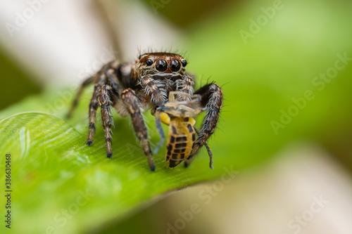 Jumping spider (Salticidae) sitting on a wooden trunk. Cute small brown spider in its habitat. Spider portrait with soft orange background. Wildlife scene from nature. Czech Republic