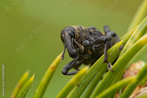 Large pine weevil (Hylobius abietis) sitting on a pine. Cool black and yellow insect with a giant nose, bug portrait with soft green background. Wildlife scene from nature. Czech republic