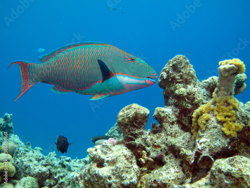 Fototapeta Naklejka Na Ścianę i Meble -  Bicolor parrotfish (Cetoscarus bicolor). Taken in Red Sea, Ehypt.