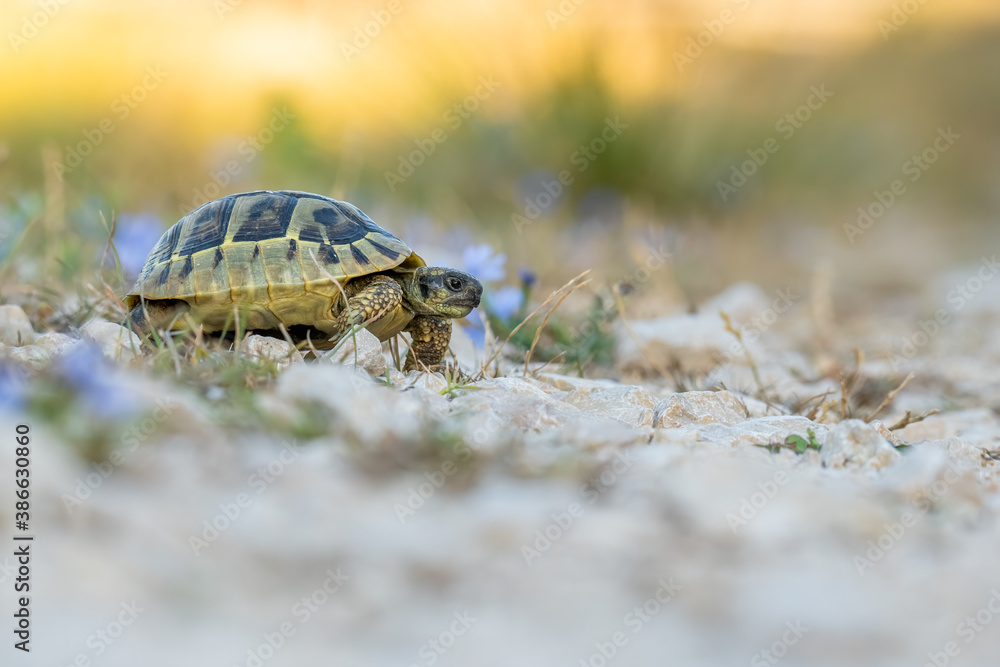 Obraz premium Hermann's tortoise (Testudo hermanni boetgeri) walking on a path. Cute yellow turtle in its habitat. Insect detailed portrait with soft yellow background. Wildlife scene from nature. Croatia