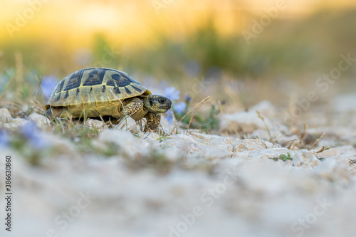 Hermann's tortoise (Testudo hermanni boetgeri) walking on a path. Cute yellow turtle in its habitat. Insect detailed portrait with soft yellow background. Wildlife scene from nature. Croatia