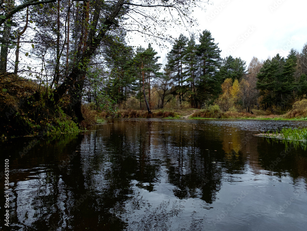 The river is overgrown with grass and mud. Autumn in the forest.