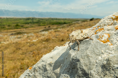 Eastern Stone Grasshopper (Prionotropis hystrix) sitting on a rock. Yellow  insect in its habitat. Insect detailed portrait with soft background. Wildlife scene from nature. Croatia