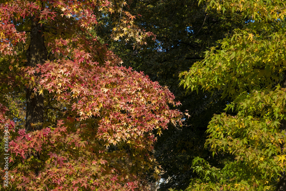 autumn foliage of the Beautiful, vibrant Autumn leaves on the Liquidambar tree, commonly called sweetgum gum, redgum, satin-walnut, or American storax in a park in Geneva, Switzerland autumn foliage of the Beautiful, vibrant Autumn leaves on the Liquidambar tree, commonly called sweetgum gum, redgum, satin-walnut, or American storax in a park in Geneva, Switzerland