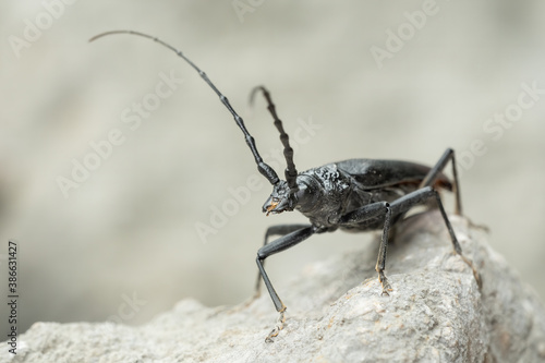 Musk beetle (Aromia moschata) sitting on a rock. Beautiful black bug in its habitat. Insect portrait with soft grey background. Wildlife scene from nature. Croatia © Lukas Zdrazil