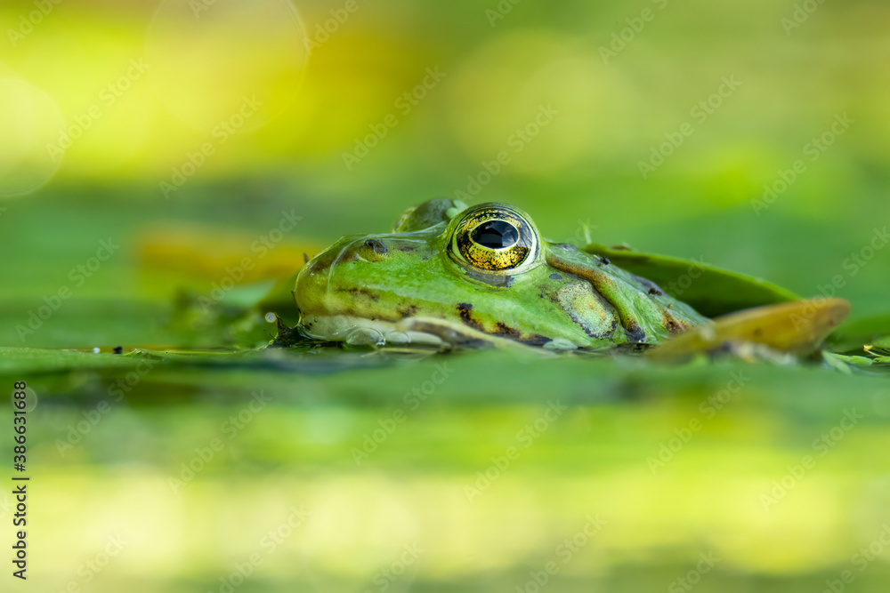 Edible frog (Pelophylax esculentus) in a beautiful lake. Cute small green frog in its habitat. Frog amphibian portrait with soft green background. Wildlife scene from nature. Czech Republic Edible frog (Pelophylax esculentus) in a beautiful lake. Cute small green frog in its habitat. Frog amphibian portrait with soft green background. Wildlife scene from nature. Czech Republic
