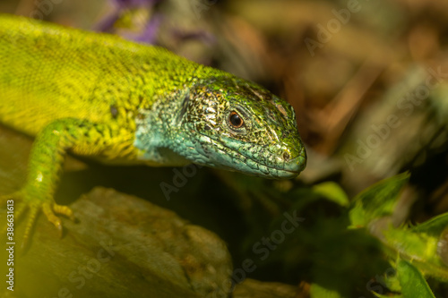 European green lizard  Lacerta viridis  sitting on the ground. Beautiful green and blue lizard in its habitat. Reptile portrait with soft brown background. Wildlife scene from nature. Czech Republic