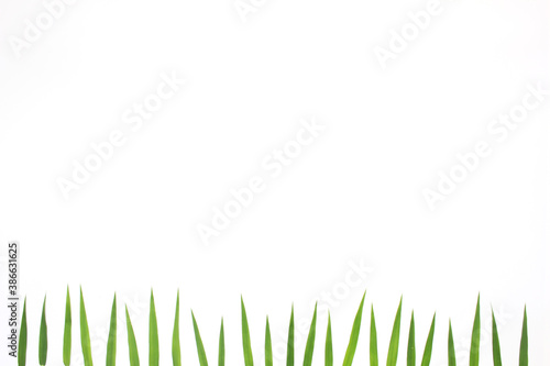 Green leaves and green grass isolated on white background