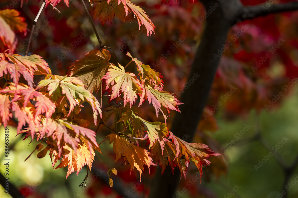 Close-up of graceful red leaves of Japanese Maple, Acer palmatum Atropurpureum tree in a park of geneva, Switzerland Close-up of graceful red leaves of Japanese Maple, Acer palmatum Atropurpureum tree in a park of geneva, Switzerland
