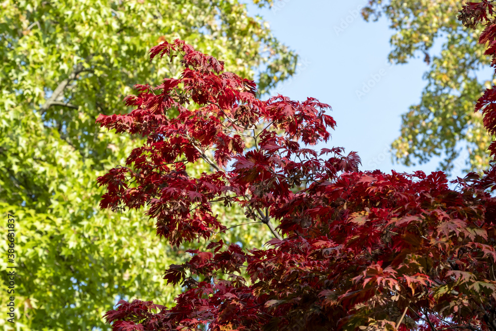 Close-up of graceful red leaves of Japanese Maple, Acer palmatum Atropurpureum tree in a park of geneva, Switzerland Close-up of graceful red leaves of Japanese Maple, Acer palmatum Atropurpureum tree in a park of geneva, Switzerland