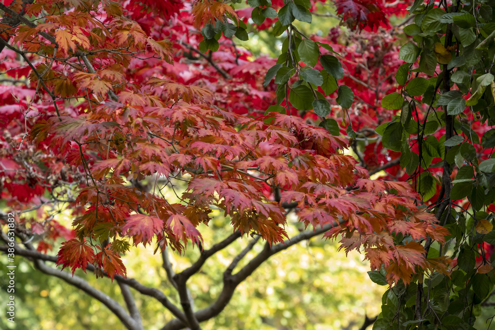 Close-up of graceful red leaves of Japanese Maple, Acer palmatum Atropurpureum tree in a park of geneva, Switzerland Close-up of graceful red leaves of Japanese Maple, Acer palmatum Atropurpureum tree in a park of geneva, Switzerland