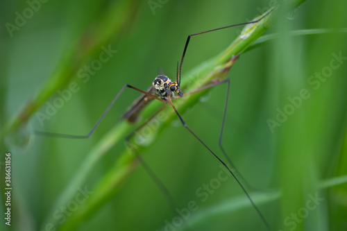 Crane fly (Nephrotoma pratensis) sitting on a leaf. Mosquito-like bug in its habitat. Insect detailed portrait with soft green background. Wildlife scene from nature. Czech Republic © Lukas Zdrazil