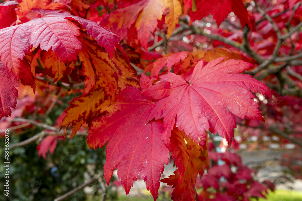 Close-up of graceful red leaves of Japanese Maple, Acer palmatum Atropurpureum tree in a park of geneva, Switzerland Close-up of graceful red leaves of Japanese Maple, Acer palmatum Atropurpureum tree in a park of geneva, Switzerland